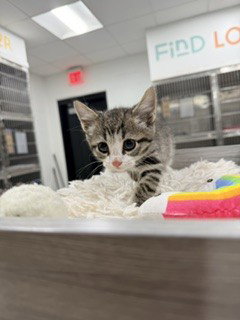 A079583, Baby Domestic Short Hair (medium coat), cat for adoption in Round Rock, Texas