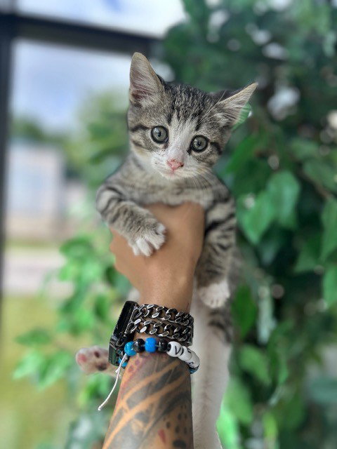 A079583, Baby Domestic Short Hair (medium coat), cat for adoption in Pflugerville, Texas