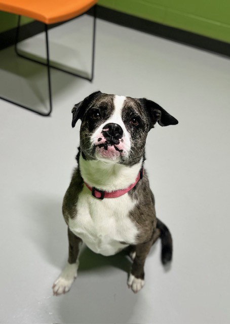LUCY, an adoptable Catahoula Leopard Dog in Temple, TX