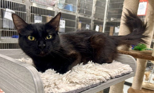 POP, Adult Domestic Short Hair (medium coat), cat for adoption in Temple, Texas