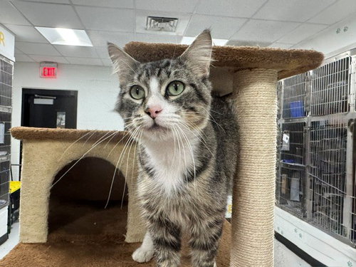 TREVOR, Adult Domestic Short Hair (medium coat), cat for adoption in Temple, Texas
