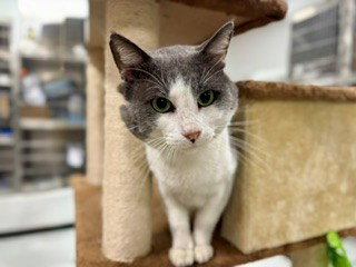 TONY, an adoptable Domestic Short Hair in Temple, TX