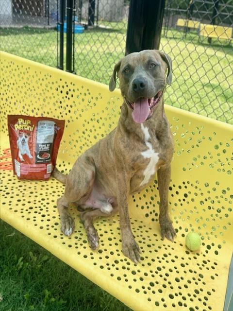 BLUE, an adoptable Pit Bull Terrier in Temple, TX