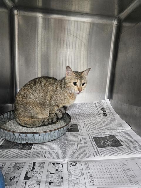 A079542, Adult Domestic Short Hair (medium coat), cat for adoption in Round Rock, Texas