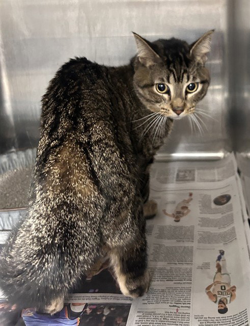 A079551, Adult Domestic Short Hair (medium coat), cat for adoption in Round Rock, Texas