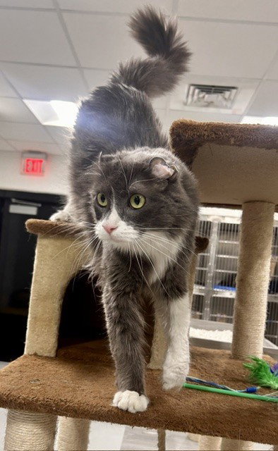 MIKKI, Adult Domestic Long Hair (medium coat), cat for adoption in Temple, Texas
