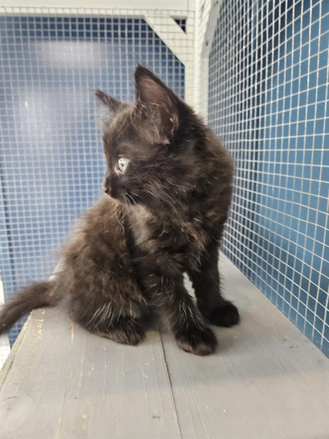 A079667, Baby Domestic Short Hair (medium coat), cat for adoption in Round Rock, Texas