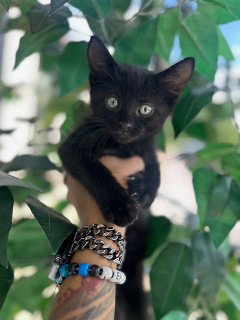 A079668, Baby Domestic Short Hair (medium coat), cat for adoption in Temple, Texas