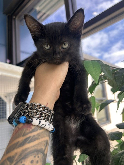 A079670, Baby Domestic Short Hair (medium coat), cat for adoption in Temple, Texas