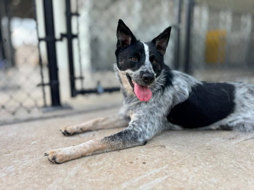 SOPHIE, an adoptable Australian Cattle Dog in Temple, TX