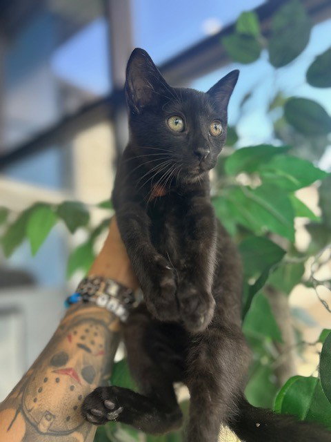 A079673, an adoptable Domestic Short Hair in Temple, TX
