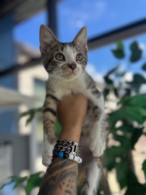 A079028, Baby Domestic Short Hair (medium coat), cat for adoption in Temple, Texas