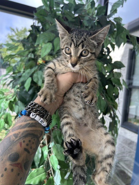 POLLY, Adult Domestic Short Hair (medium coat), cat for adoption in Temple, Texas