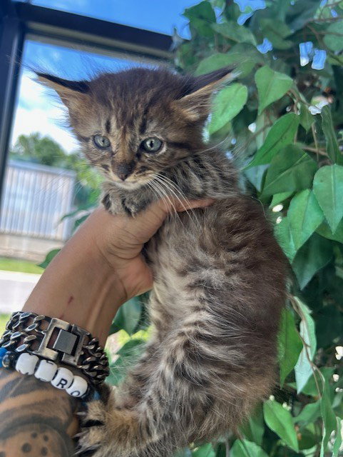 A079626, Adult Domestic Long Hair (medium coat), cat for adoption in Pflugerville, Texas