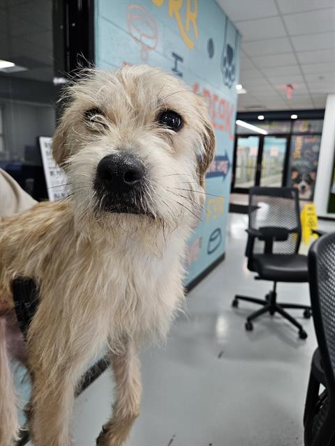 SCRUFFY