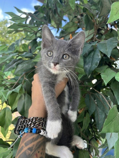A079774, Adult Domestic Short Hair (medium coat), cat for adoption in Temple, Texas