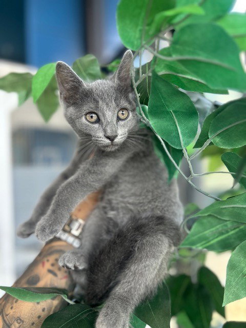 A079775, Adult Domestic Short Hair (medium coat), cat for adoption in Temple, Texas