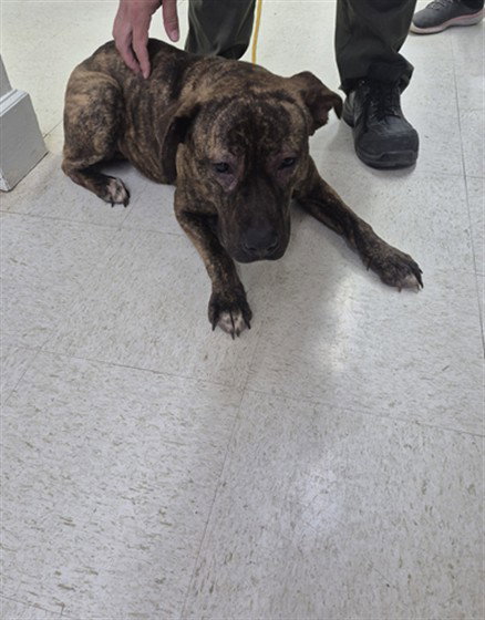 A079346