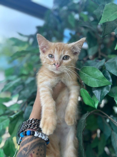 A079791, Baby Domestic Short Hair (medium coat), cat for adoption in Pflugerville, Texas