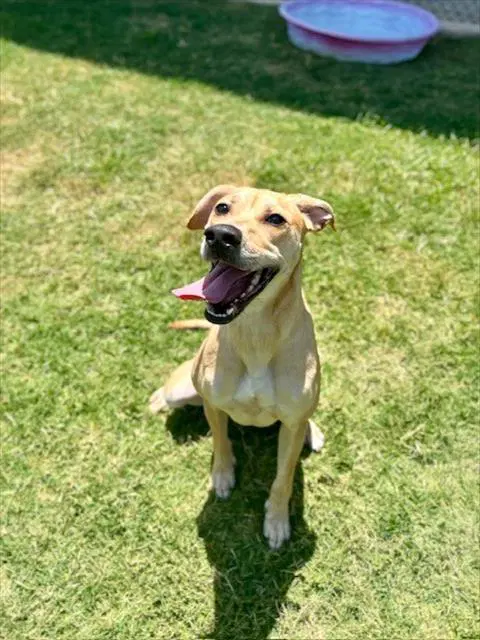 Stella - Catahoula Leopard Dog