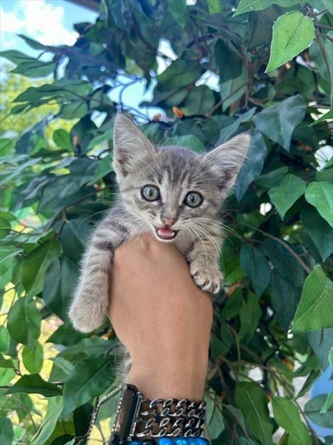 NUGGET