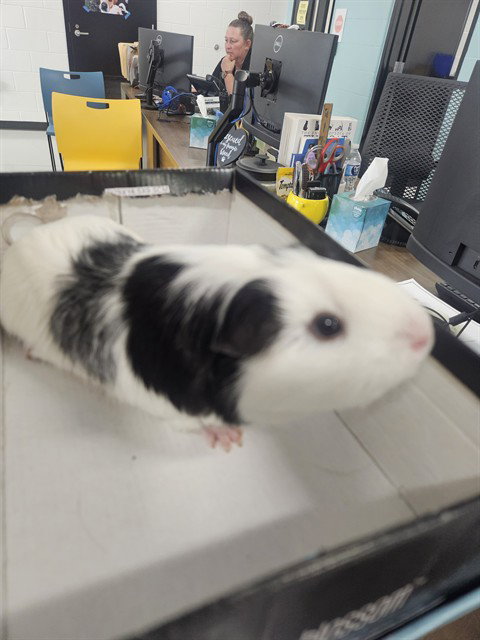 HERBULET