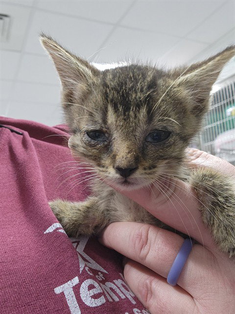 A079988, Adult Domestic Short Hair (medium coat), cat for adoption in Round Rock, Texas
