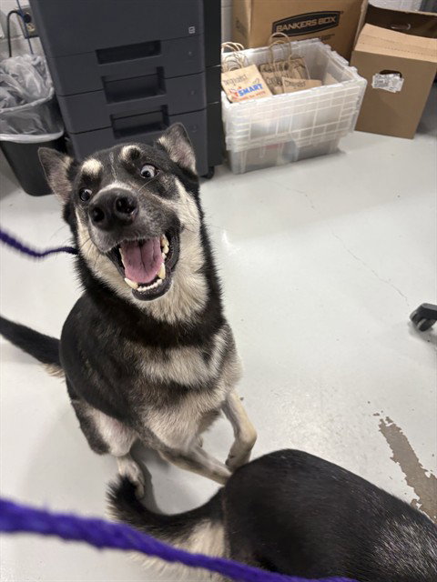 ALEU