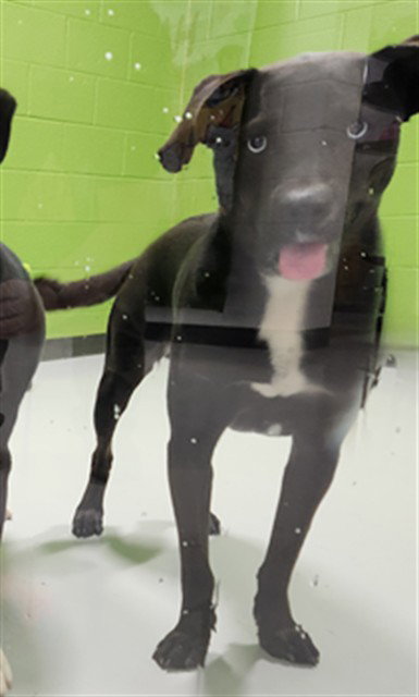DOC, an adoptable Labrador Retriever in Temple, TX
