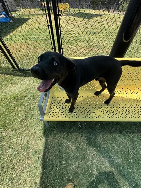 picture of the dog needing adoption