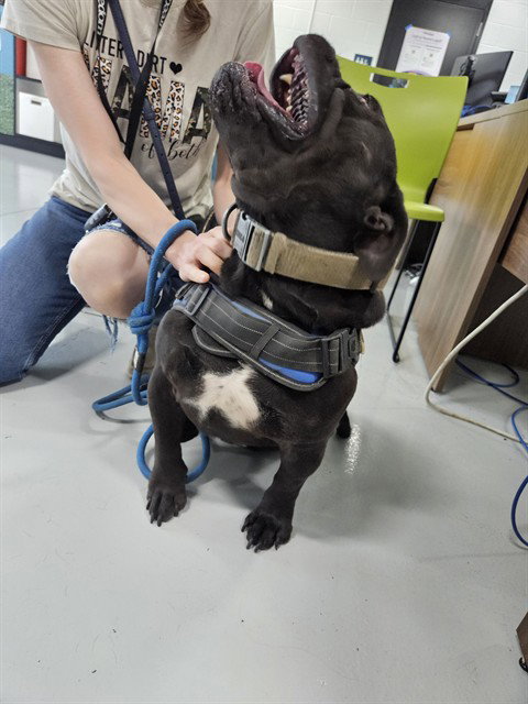 DOZER, an adoptable American Bulldog in Temple, TX