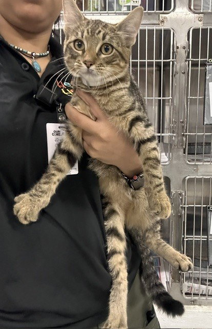 DQ, an adoptable Domestic Short Hair in Temple, TX