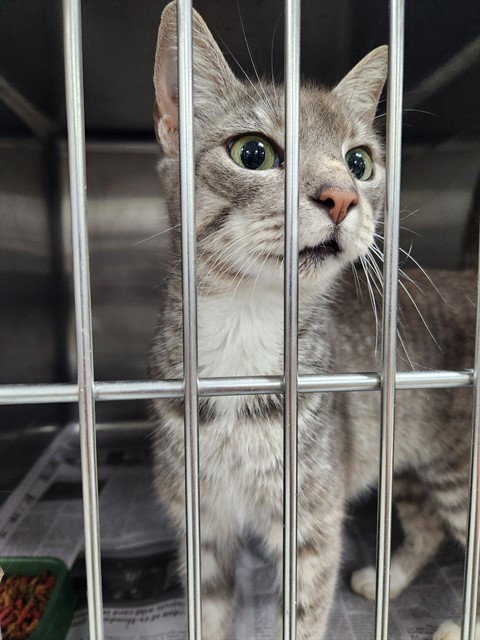 SILVER, an adoptable Domestic Short Hair in Temple, TX