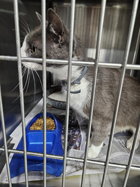 A079891, an adoptable Domestic Short Hair in Temple, TX