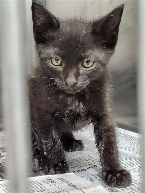 A079904, an adoptable Domestic Short Hair in Temple, TX