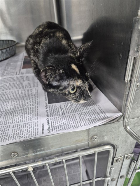 A079948, an adoptable Domestic Short Hair in Temple, TX