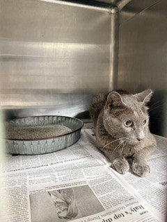 A079986, an adoptable Domestic Short Hair in Temple, TX