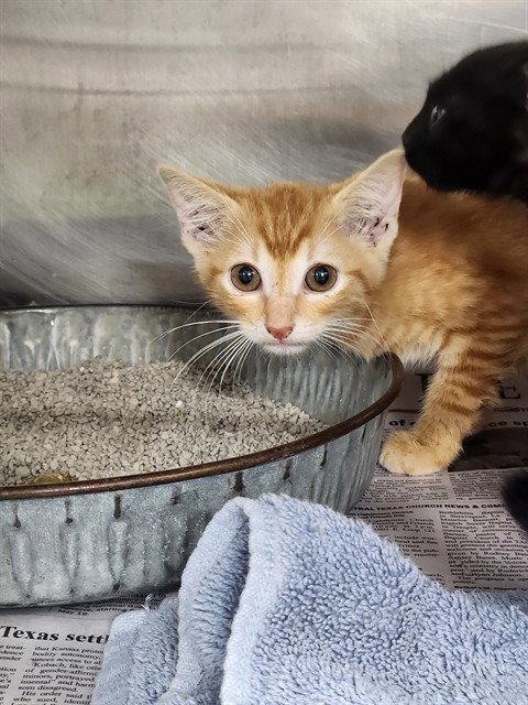 A080063, an adoptable Domestic Short Hair in Temple, TX