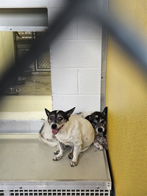 A079985, an adoptable Jack Russell Terrier in Temple, TX