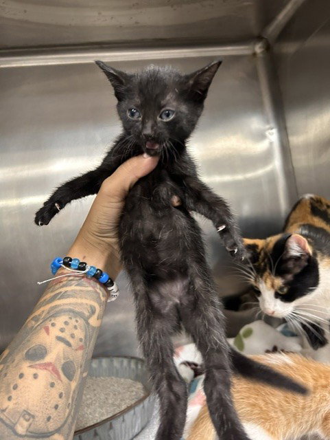 A080070, an adoptable Domestic Short Hair in Temple, TX