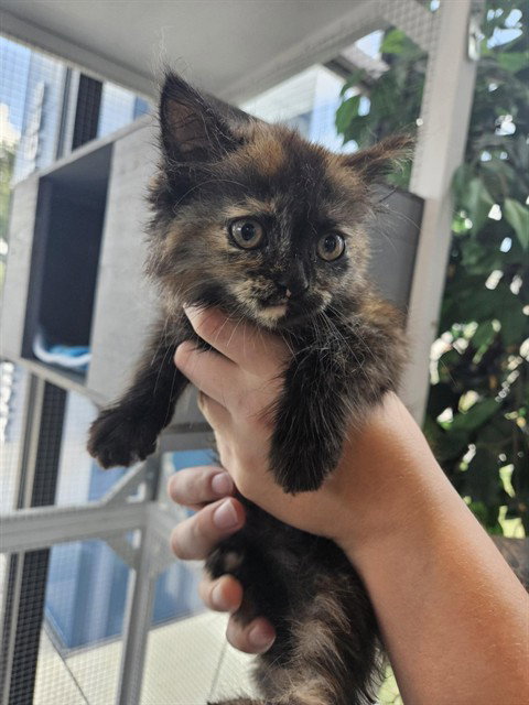 A080082, an adoptable Domestic Short Hair in Temple, TX