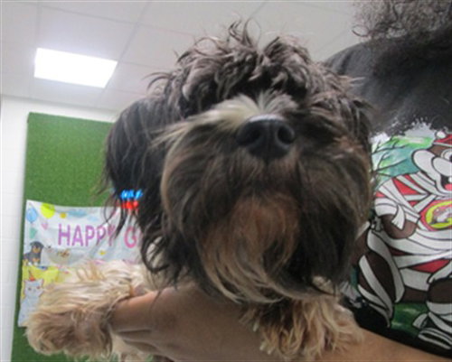BUTLER, an adoptable Miniature Schnauzer in Temple, TX