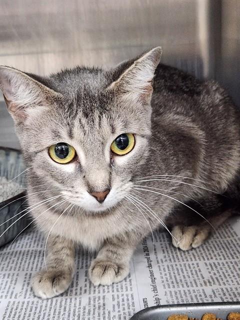 HAZEL, an adoptable Domestic Short Hair in Temple, TX