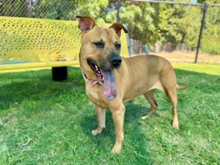 picture of the dog needing adoption