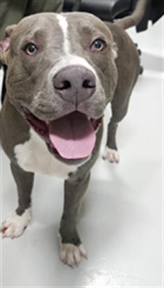 BRUNO
