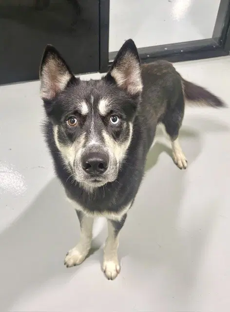 Kai - Siberian Husky