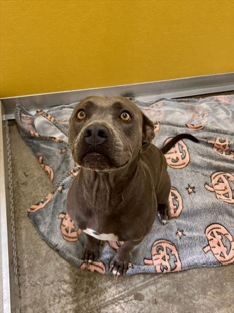 NALA - Pit Bull Terrier available for adoption