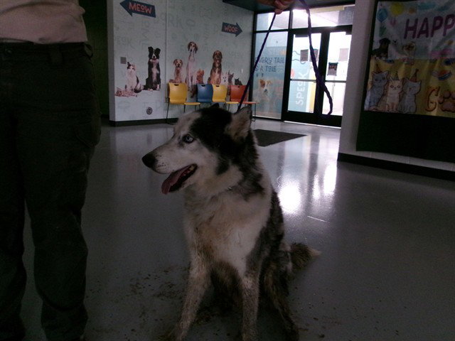 CANE