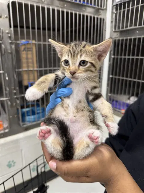Unknown - Domestic Short Hair