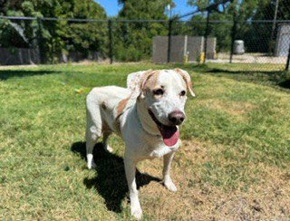 picture of the dog needing adoption